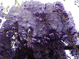 Close-up of vibrant purple wisteria flowers in full bloom