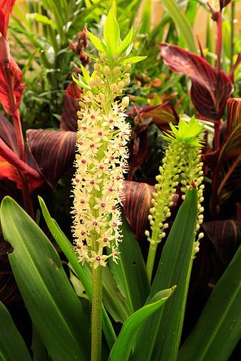 Close-up of Creamy Yellow Flower Spike with Red Foliage