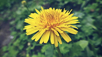 Close-up of a vibrant yellow dandelion flower in a garden
