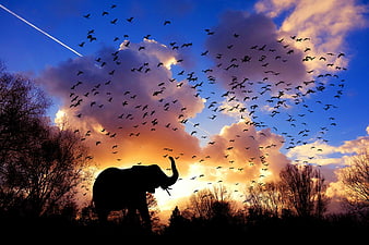 Silhouette of an elephant with a flock of birds flying in a sunset sky