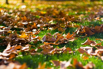 Close-up of dried autumn leaves on green grass