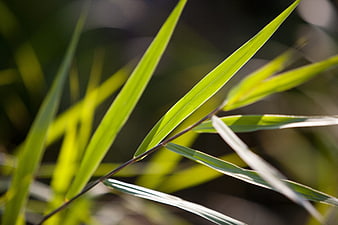 Close-up of green grass blades backlit by sunlight