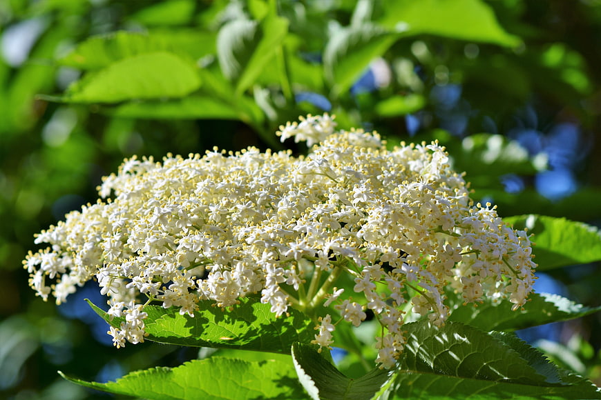 Close-up of white elderflower cluster on green bush