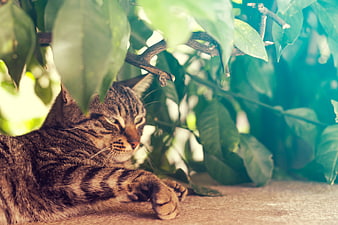 Sleeping Tabby Cat Hiding Under Green Leaves
