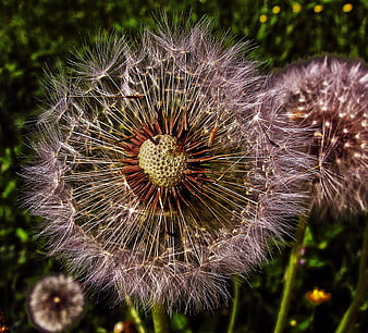 Macro Close-Up of Dandelion Seed Head in Meadow