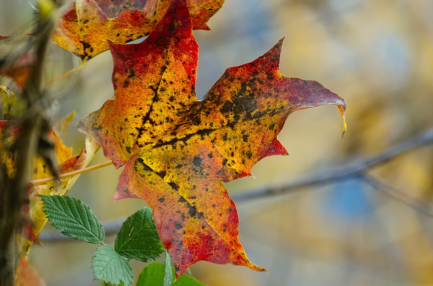 Close-up of vibrant red and yellow autumn maple leaf