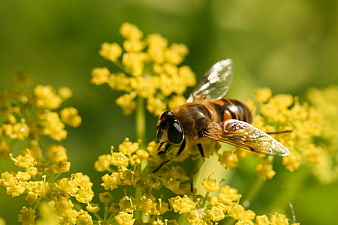 Close-up of Hoverfly on Yellow Wildflower Cluster