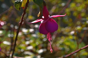 Vibrant Pink Fuchsia Flower Hanging in Sunlight