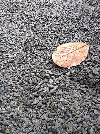 Single dry autumn leaf resting on gray gravel surface