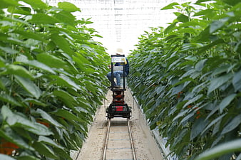 Worker on Automated Rail Lift Harvesting Paprika in Modern Greenhouse