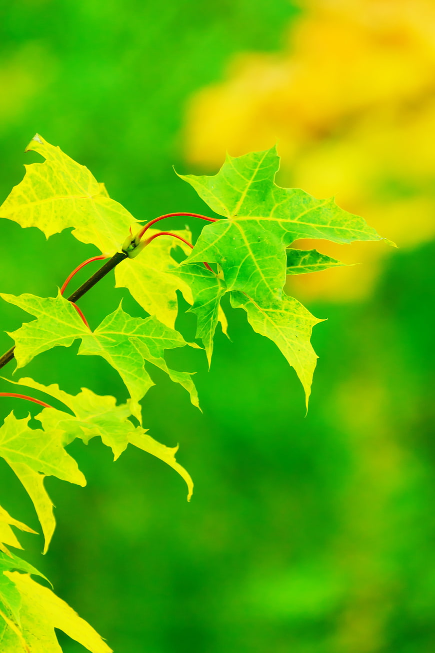 Close-up of vibrant green maple leaves on a branch