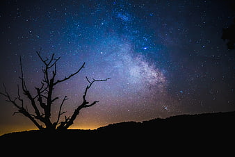 Milky Way Galaxy Over Silhouette of Dead Tree at Night