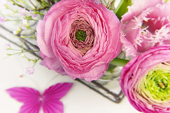 Pink Ranunculus Blooms With Butterfly On White Background