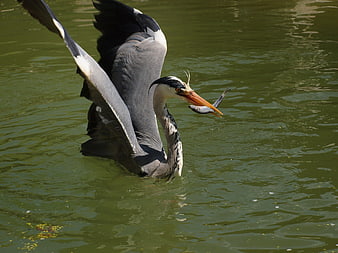 Grey Heron Catching Fish in Green Water