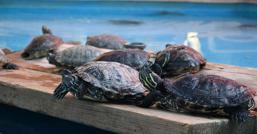 Group of Red-Eared Slider Turtles Basking on Wooden Dock