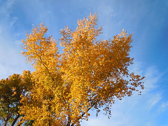 Golden Autumn Tree Canopy Against Blue Sky