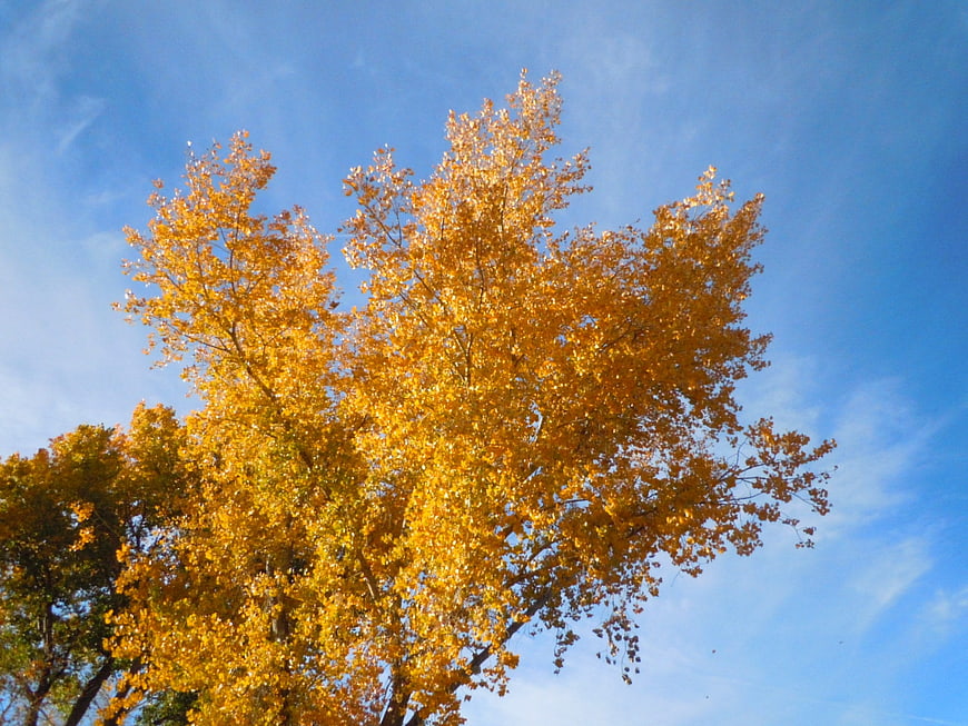 Golden Autumn Tree Canopy Against Blue Sky