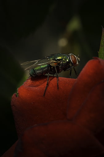 Macro photography of a green bottle fly on a red flower