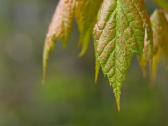 Close-up of textured green maple leaf with autumn tints