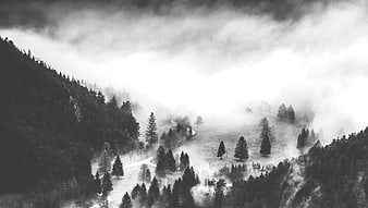 Misty Black and White Mountain Forest Landscape