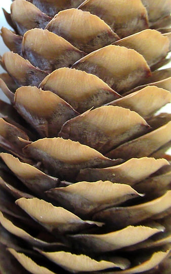 Close-up texture of pine cone scales