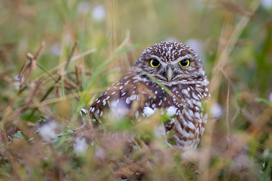 Burrowing Owl Portrait in Grassy Habitat with Yellow Eyes