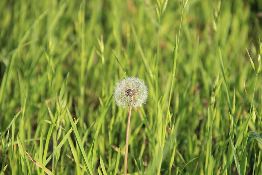 Close-up of a Dandelion Seed Head in Green Grass