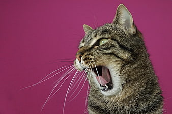 Tabby Cat Meowing with Mouth Open on Purple Background
