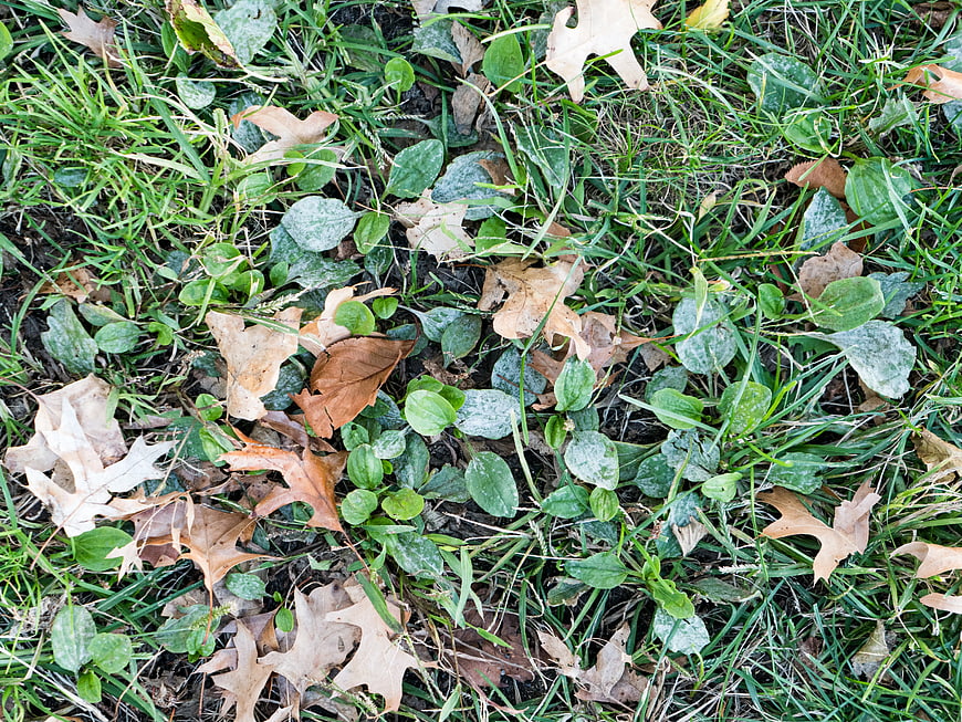 Autumn Oak Leaves Scattered on Green Grass
