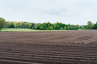 Plowed agricultural field with furrows and green forest background