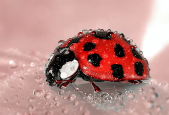 Macro Ladybug with Water Droplets on Pink Background