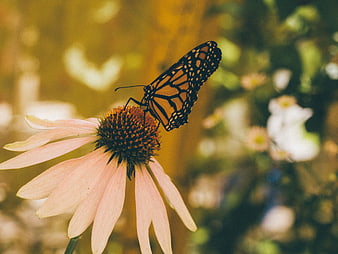 Monarch Butterfly on Pink Coneflower in Garden