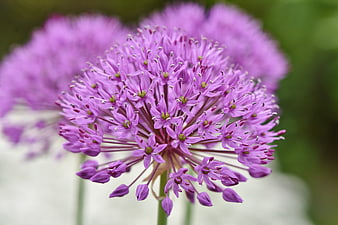 Close-up of purple Allium flower with blurred background