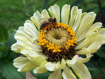 Honey Bee Pollinating White Zinnia Flower Close Up