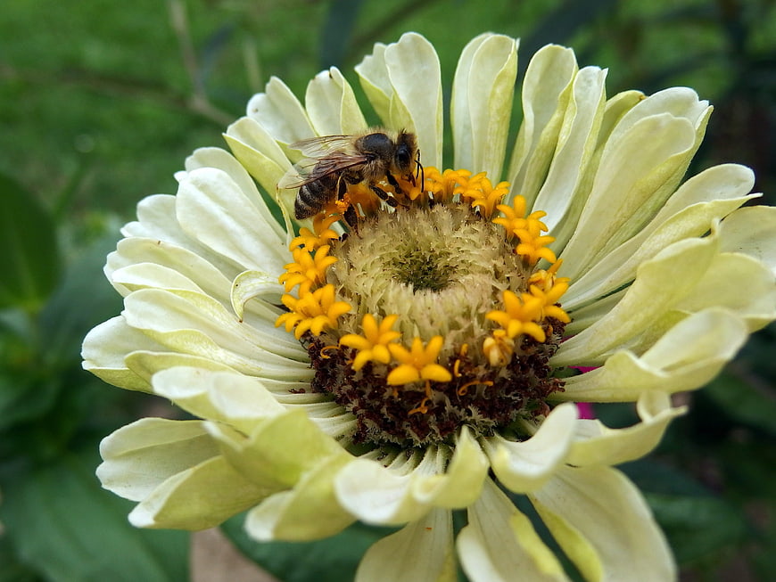 Honey Bee Pollinating White Zinnia Flower Close Up