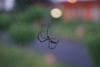 Macro Photography of Argiope Spider on Web