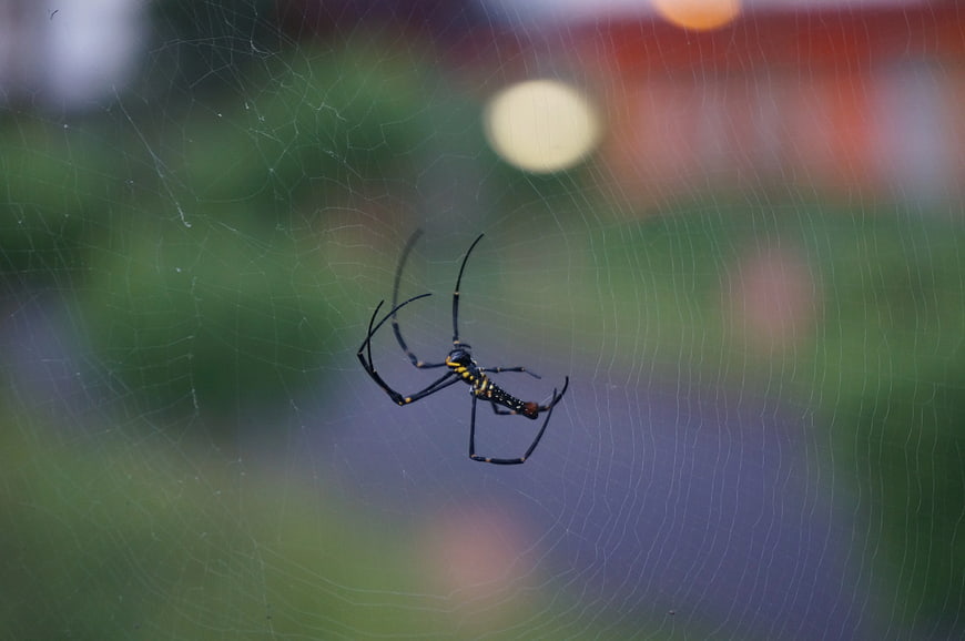 Macro Photography of Argiope Spider on Web