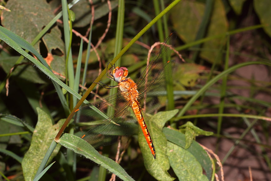Close-up of an orange dragonfly perched on a green plant stem