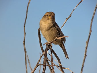 Small brown bird perched on bare branches against blue sky