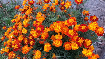 Vibrant Orange and Red Marigold Flowers in Bloom