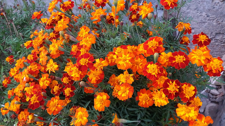 Vibrant Orange and Red Marigold Flowers in Bloom