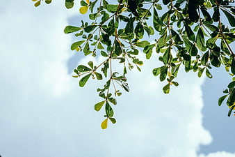 Green tree branches against a blue sky with clouds