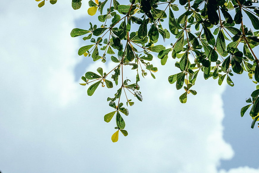 Green tree branches against a blue sky with clouds