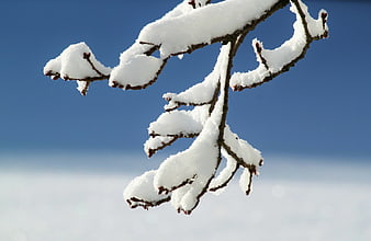 Snow-covered tree branch against blue sky