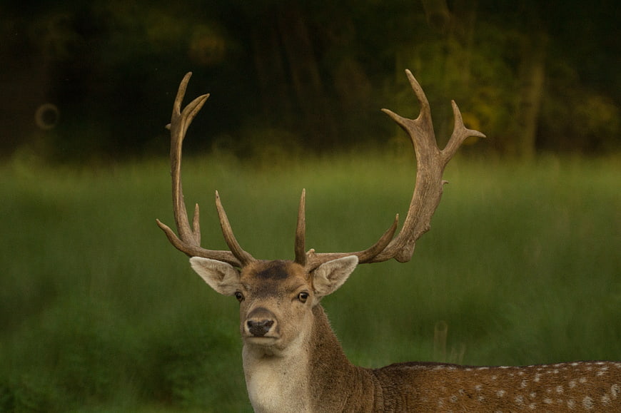 Majestic Fallow Deer Stag with Antlers in Green Meadow