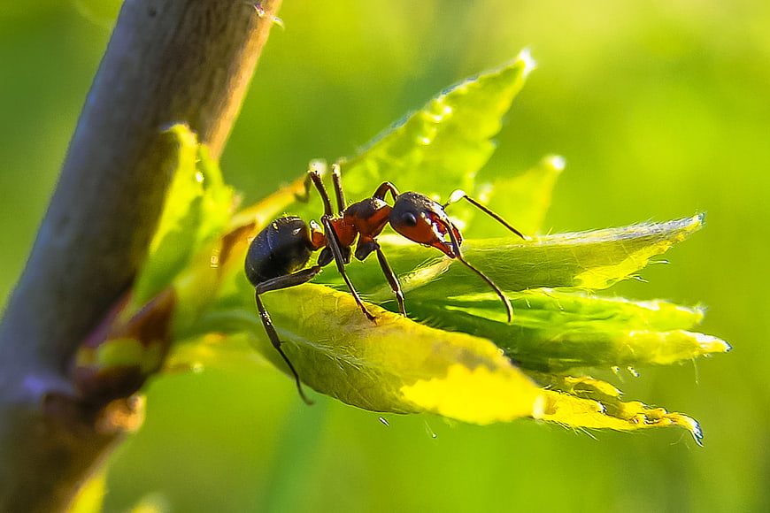 Macro shot of wood ant on green leaf