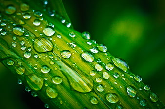 Macro Water Droplets on Green Leaf