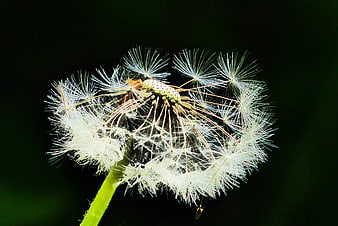 Close-up of a dandelion seed head with a caterpillar