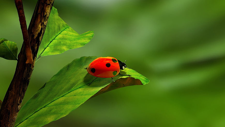 Red Ladybug on Green Leaf Close Up Nature Macro Photography