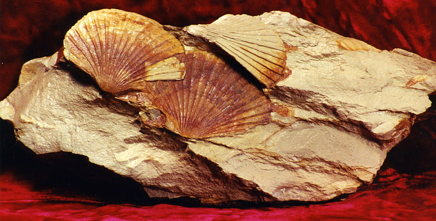 Fossilized scallop shells embedded in sedimentary rock